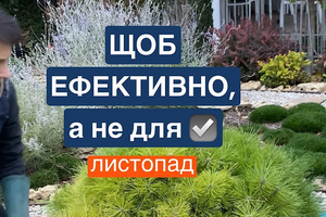 Чи потрібна обробка хвойних рослин в листопаді? фото