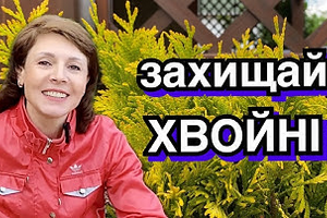 Захист хвойних від хвороб/шкідників фото