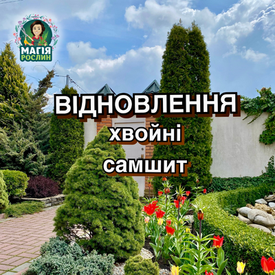 Комплекс «Відновлення хвойних/самшиту після хвороби, опіків»  На 10 рослин 1 метрових  2002236134 фото